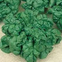 SPINACIO HYB.R7 NR.300 SEMI